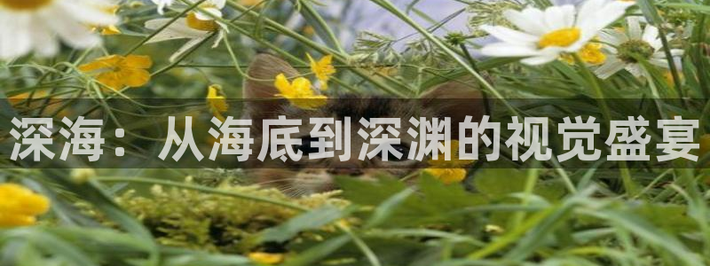秋霞电影网.